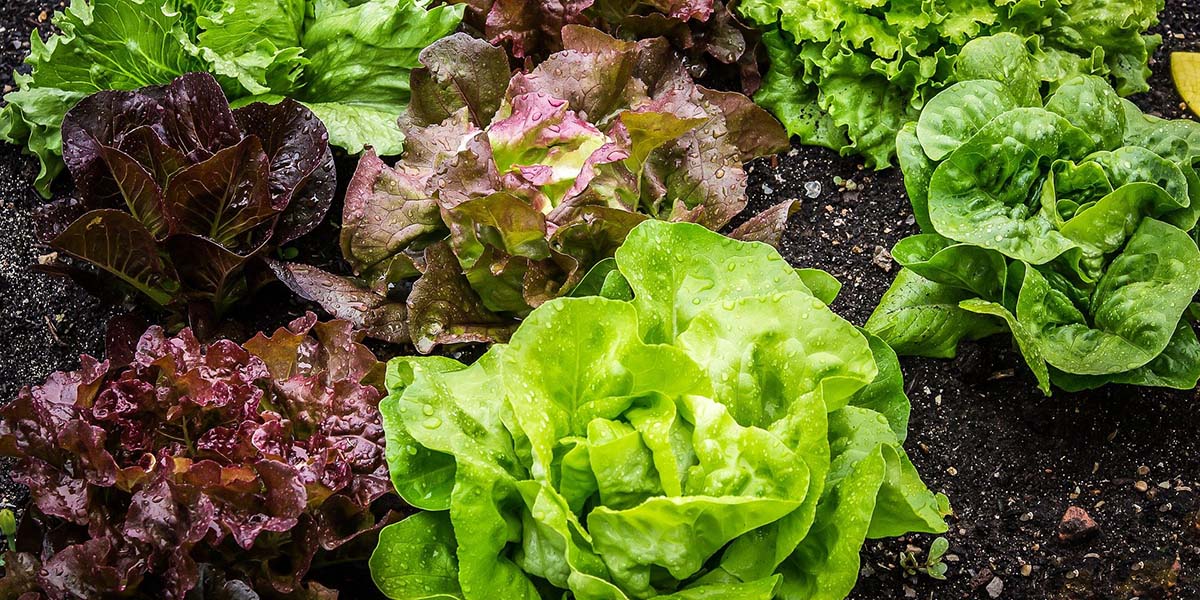 Easiest Vegetables to Grow - UK Beginners Guide
