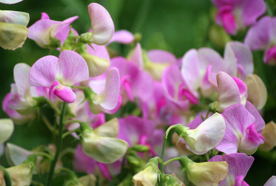 Growing Sweet Peas from Seed