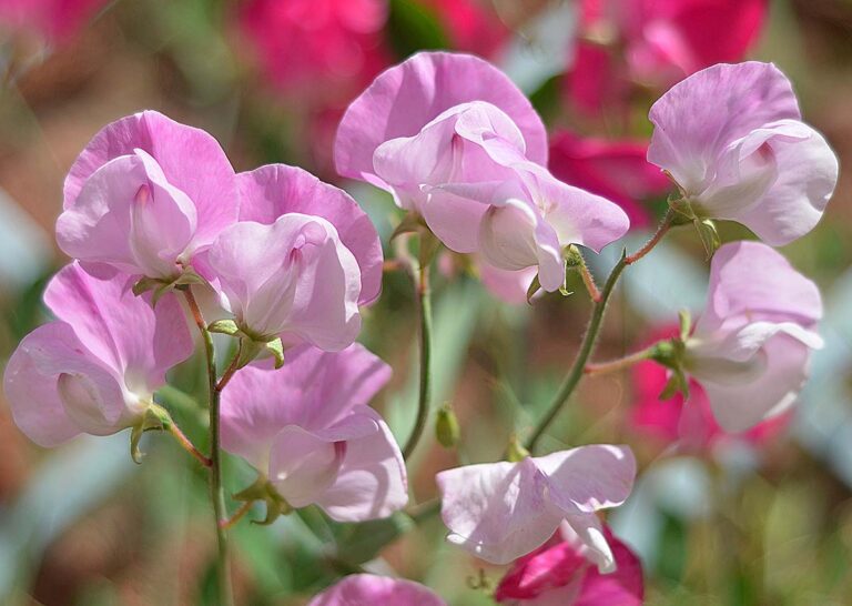 Growing Sweet Peas How to Grow in the UK