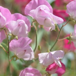 Growing Sweet Peas: Effortlessly Cultivate Stunning, Fragrant Blooms in Your Garden!