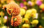 How to overwinter Dahlias within the UK