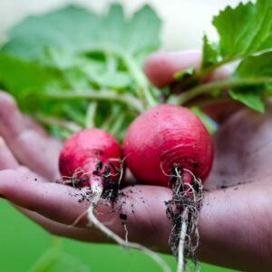Easiest vegetables to grow in the UK (for beginners)