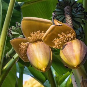 Tropical garden flowers