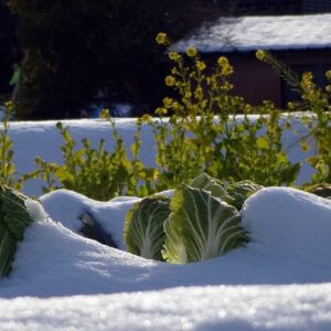 10 Top Winter Vegetables to Grow in the UK