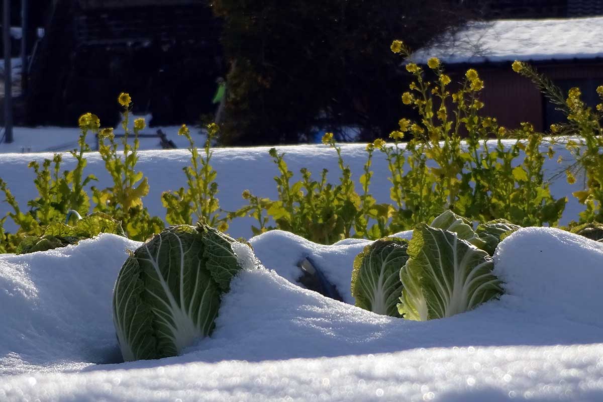 Kale, growing in the snow during Winter