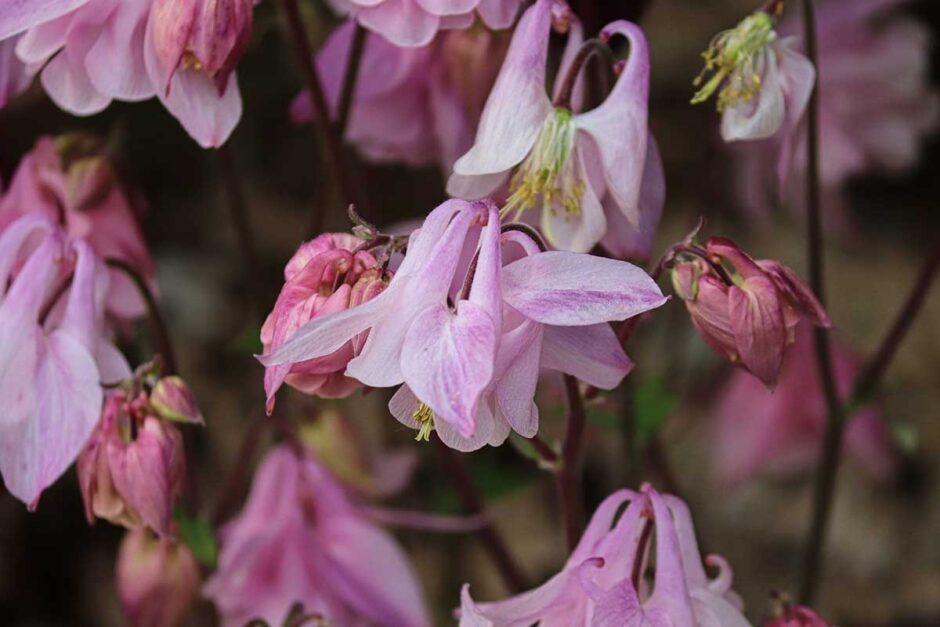 Columbine (Aquilegia) - the perfect plants for shade