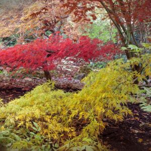 Guide to Acer Tree Care: Tips for Healthy Growth & Maintenance