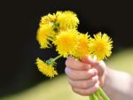 Growing Plants that promote a Healthy Gut Flora