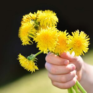 Growing Plants that promote a Healthy Gut Flora