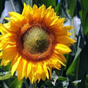 Growing Sunflowers – Full Guide For the Tallest Blooms