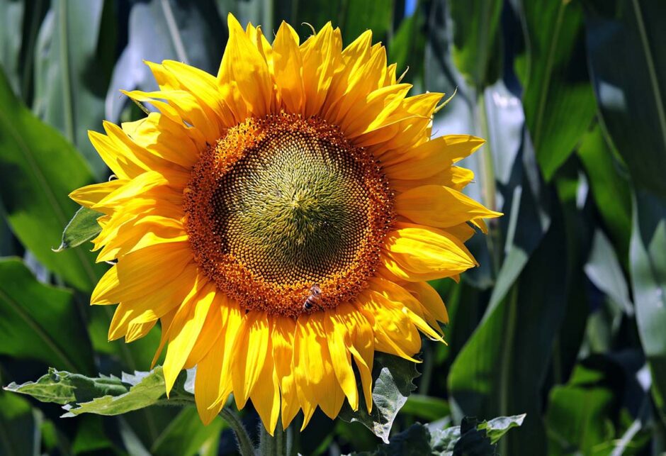 Growing Sunflowers in your garden