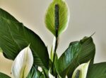 The Complete Guide to Caring for Peace Lilies
