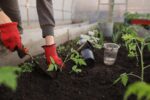 Growing Your Own: The Ultimate Guide to Vegetable Gardening