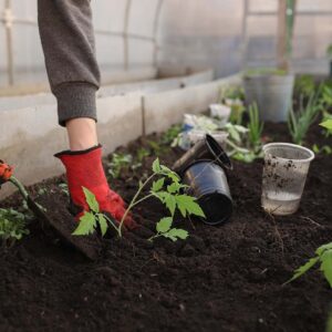 Growing Your Own: The Ultimate Guide to Vegetable Gardening