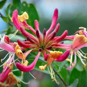 Scented evergreen climbers