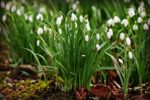 Winter Gardening in the UK – A Complete Guide