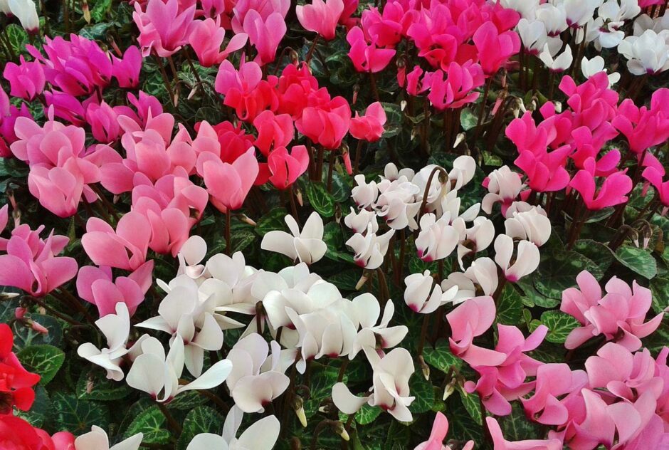 Winter Flowers - Cyclamen