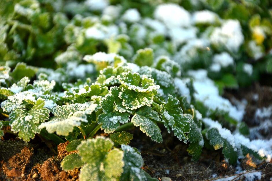 Winter Gardening UK guide