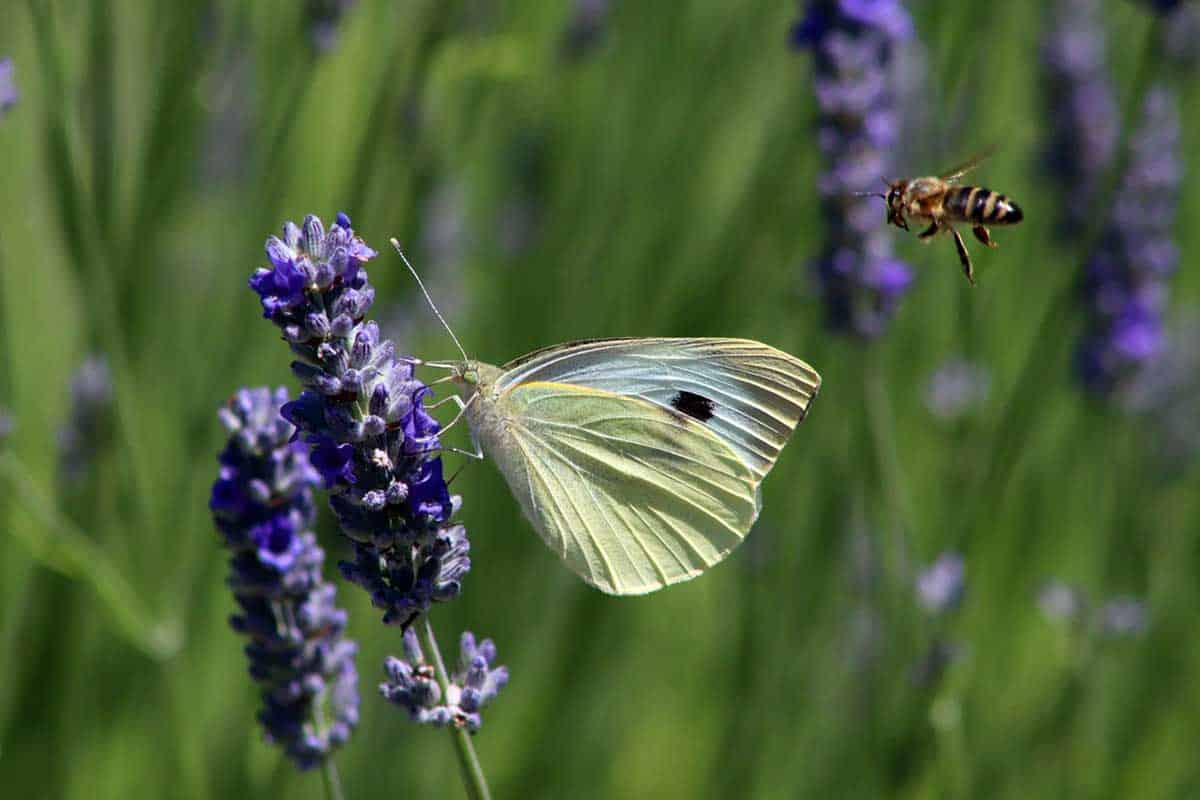 Best flowers to attract bees and butterflies