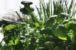 A Beginner’s Guide to How to Grow Herbs Indoors