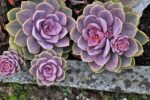 Flowers for a dry garden