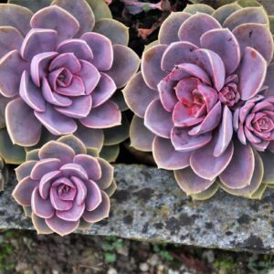 Flowers for a dry garden