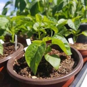 A guide to vegetables for a small garden