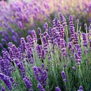 A Guide to Growing Lavender