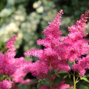 Best Shade-Loving Plants