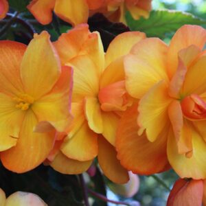 Thompson & Morgan’s Begonia ‘Apricot Shades Improved’ F1 Hybrid: A Stunning Shade-Loving Showstopper