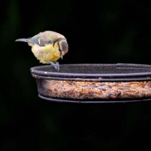 How to Create a Wildlife-Friendly Garden in the UK: A Complete Guide