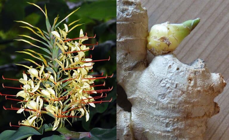 Growing Ginger in the UK Garden: A Complete Guide