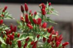 How to Grow Chillies in the UK: Top 5 Plants to Sow