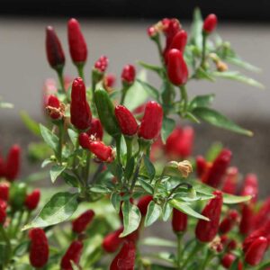 How to Grow Chillies in the UK: Top 5 Plants to Sow
