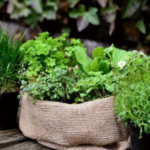 How to Create a Herb Garden in the UK: The Ultimate Step-by-Step Guide for Success