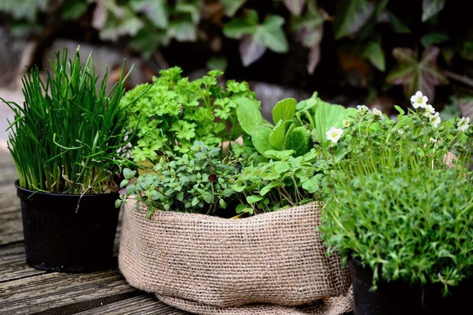 How to create a herb garden
