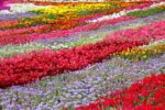 Popular Bedding Plants: Britain’s Top 10