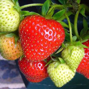 How to Grow Strawberries in a Container: A Top 10 Guide for Bountiful Harvests