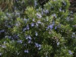 How to Look After Rosemary Plants: A Comprehensive Guide to Growing and Caring for Your Herb