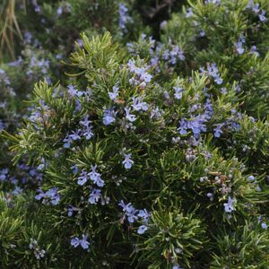 How to Look After Rosemary Plants: A Comprehensive Guide to Growing and Caring for Your Herb