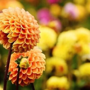 How to Plant Dahlia Tubers: Unlock Stunning Blooms with This Easy Guide