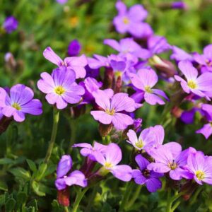 Top 10 Low Maintenance Plants for Effortless Greenery: A UK Gardener’s Guide