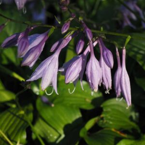 Plants for Shady Areas: Top 20 Stunning Choices to Transform Low-Light Gardens