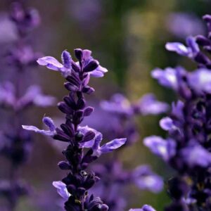 Salvias: A Complete Guide