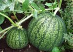 How to Grow Shark Fin Melon: 20 Expert Tips for a Thriving Harvest