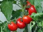 Companion Planting Tomatoes: Boost Yield, Deter Pests & Cultivate a Thriving Garden
