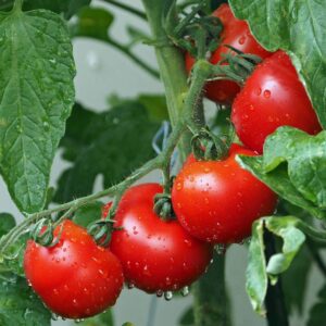 Companion Planting Tomatoes: Boost Yield, Deter Pests & Cultivate a Thriving Garden