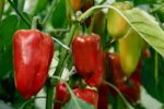 Companion Plants for Peppers: The Ultimate Guide to Healthier, Productive Crops