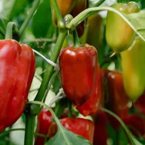 Companion Plants for Peppers: The Ultimate Guide to Healthier, Productive Crops