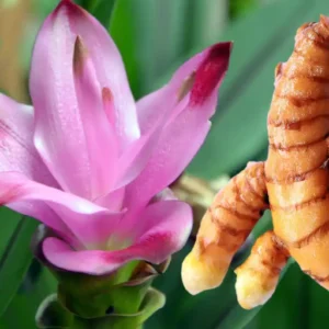 How to Grow Turmeric in the UK: A Comprehensive Guide